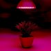 6 W - BASIC LED GROW žiarovka pre všetky rastliny, E27, SMD 2835, fialová
